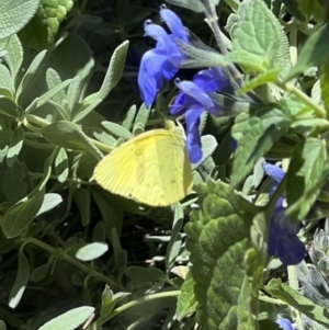 Eurema smilax at Murrumbateman, NSW - 26 Nov 2022 01:17 PM