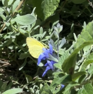 Eurema smilax at Murrumbateman, NSW - 26 Nov 2022 01:17 PM