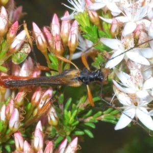 Macrones besti at Paddys River, ACT - 24 Nov 2022 03:30 PM