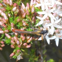 Macrones besti at Paddys River, ACT - 24 Nov 2022 03:30 PM