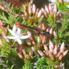 Macrones besti at Paddys River, ACT - 24 Nov 2022 03:30 PM