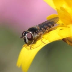 Melangyna sp. (genus) (Hover Fly) at Melba, ACT - 16 Nov 2022 by naturedude