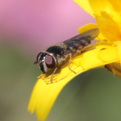 Melangyna sp. (genus) (Hover Fly) at Melba, ACT - 16 Nov 2022 by naturedude