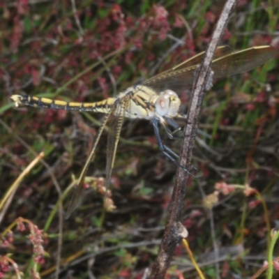 Orthetrum caledonicum (Blue Skimmer) at Paddys River, ACT - 27 Nov 2022 by Harrisi