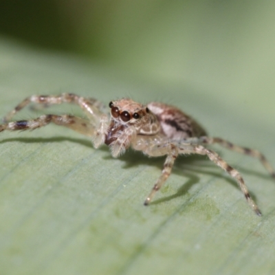 Helpis minitabunda (Threatening jumping spider) at Melba, ACT - 29 Nov 2022 by naturedude