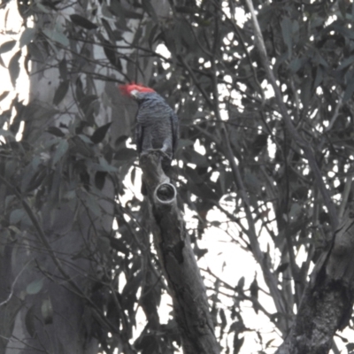 Callocephalon fimbriatum (Gang-gang Cockatoo) at Kambah, ACT - 29 Nov 2022 by HelenCross