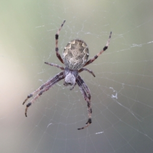 Araneus hamiltoni at Throsby, ACT - 29 Nov 2022 11:10 PM