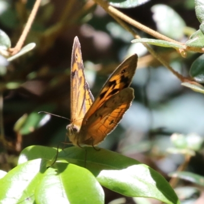 Heteronympha merope (Common Brown Butterfly) at ANBG - 29 Nov 2022 by RodDeb