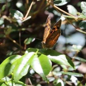 Heteronympha merope at Acton, ACT - 29 Nov 2022