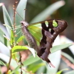 Graphium macleayanum (Macleay's Swallowtail) at ANBG - 29 Nov 2022 by RodDeb