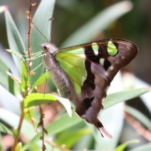 Graphium macleayanum at Acton, ACT - 29 Nov 2022