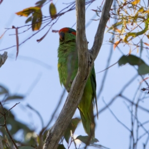 Glossopsitta concinna at Molonglo Valley, ACT - 29 Nov 2022