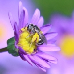 Lasioglossum (Chilalictus) sp. (genus & subgenus) (Halictid bee) at Acton, ACT - 29 Nov 2022 by RodDeb