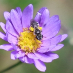 Lasioglossum (Chilalictus) sp. (genus & subgenus) at Acton, ACT - 29 Nov 2022 11:32 AM