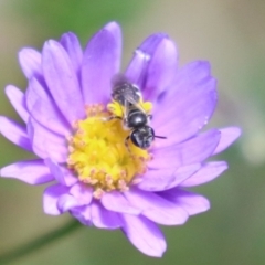 Lasioglossum (Chilalictus) sp. (genus & subgenus) at Acton, ACT - 29 Nov 2022 11:32 AM