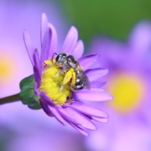 Lasioglossum (Chilalictus) sp. (genus & subgenus) at Acton, ACT - 29 Nov 2022