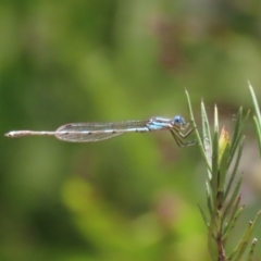 Austrolestes leda at Acton, ACT - 29 Nov 2022