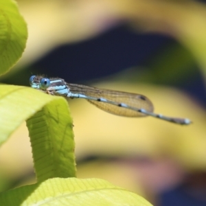 Austrolestes leda at Acton, ACT - 29 Nov 2022