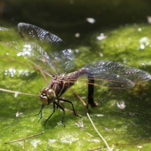 Adversaeschna brevistyla at Acton, ACT - 29 Nov 2022