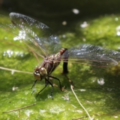 Adversaeschna brevistyla at Acton, ACT - 29 Nov 2022