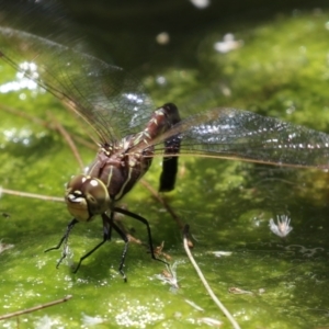 Adversaeschna brevistyla at Acton, ACT - 29 Nov 2022