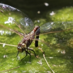 Adversaeschna brevistyla at Acton, ACT - 29 Nov 2022