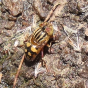 Eristalinus punctulatus at Acton, ACT - 29 Nov 2022 12:47 PM