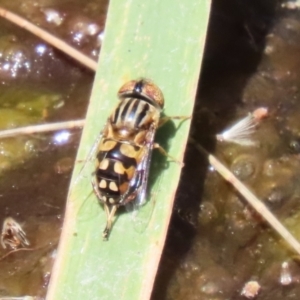 Eristalinus punctulatus at Acton, ACT - 29 Nov 2022 12:47 PM