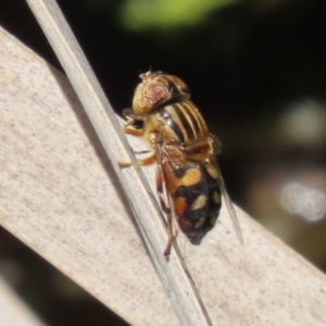 Eristalinus punctulatus at Acton, ACT - 29 Nov 2022 12:47 PM