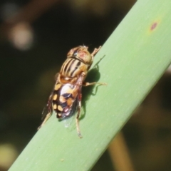 Eristalinus punctulatus at Acton, ACT - 29 Nov 2022 12:47 PM