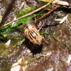 Eristalinus punctulatus at Acton, ACT - 29 Nov 2022 12:47 PM