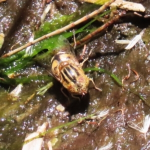 Eristalinus punctulatus at Acton, ACT - 29 Nov 2022 12:47 PM