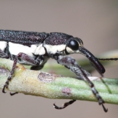 Rhinotia sp. in brunnea-group (A belid weevil) at Throsby, ACT - 24 Nov 2022 by naturedude