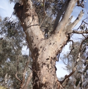 Eucalyptus blakelyi at Godfreys Creek, NSW - 26 Nov 2022 03:43 PM