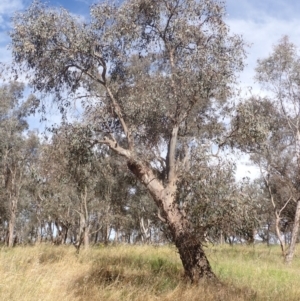 Eucalyptus blakelyi at Godfreys Creek, NSW - 26 Nov 2022 03:43 PM