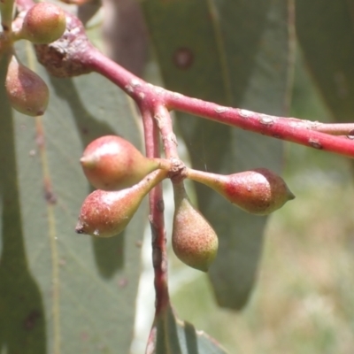 Eucalyptus melliodora (Yellow Box) at Boorowa, NSW - 26 Nov 2022 by drakes