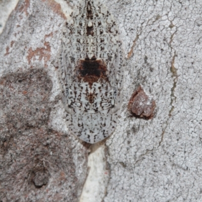 Ledromorpha planirostris (A leafhopper) at Melba, ACT - 28 Nov 2022 by naturedude