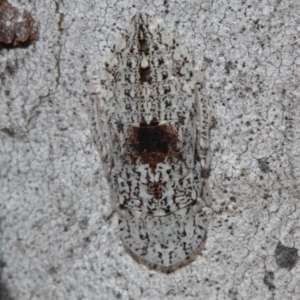 Ledromorpha planirostris at Melba, ACT - 28 Nov 2022