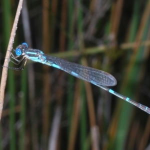 Austrolestes leda at Paddys River, ACT - 24 Nov 2022 04:47 PM