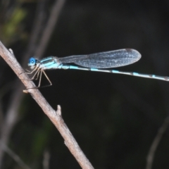 Austrolestes leda at Paddys River, ACT - 24 Nov 2022 04:47 PM