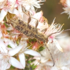 Pempsamacra dispersa (Longhorn beetle) at Paddys River, ACT - 24 Nov 2022 by Harrisi