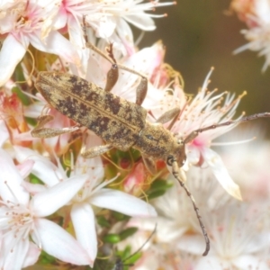 Pempsamacra dispersa at Paddys River, ACT - 24 Nov 2022