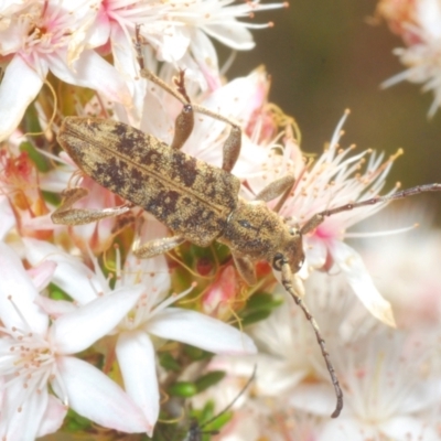 Pempsamacra dispersa (Longhorn beetle) at Paddys River, ACT - 24 Nov 2022 by Harrisi