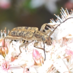 Pempsamacra dispersa at Paddys River, ACT - 24 Nov 2022