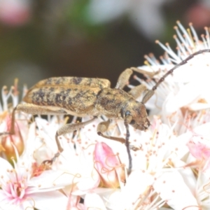 Pempsamacra dispersa at Paddys River, ACT - 24 Nov 2022