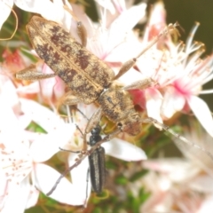 Pempsamacra dispersa at Paddys River, ACT - 24 Nov 2022