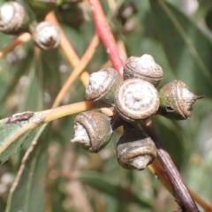 Eucalyptus bridgesiana (Apple Box) at Boorowa, NSW - 26 Nov 2022 by drakes