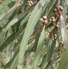 Eucalyptus bridgesiana at Boorowa, NSW - 26 Nov 2022 01:14 PM