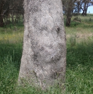 Eucalyptus bridgesiana at Boorowa, NSW - 26 Nov 2022 01:14 PM