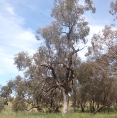 Eucalyptus bridgesiana at Boorowa, NSW - 26 Nov 2022 01:14 PM